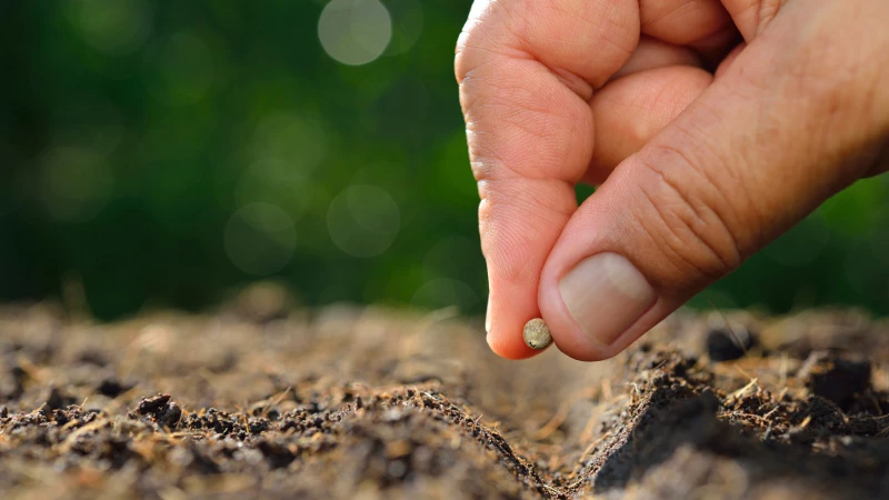 Discover the Must-Grow Plants & Veggies on TikTok for Late June!